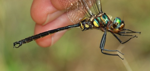 Male
2007_07_07_Early